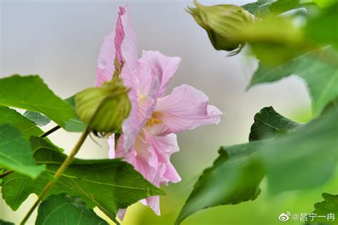 芙蓉養殖|芙蓉